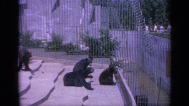 1959: animal in the cage COLORADO