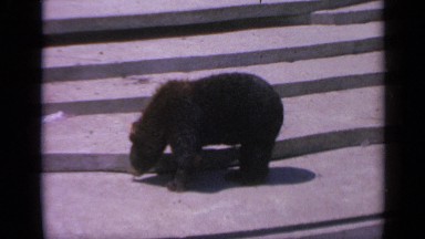 1959: cute activities of a bear COLORADO