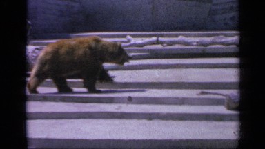 1959: a huge and massive bear walking restless around a trunk in the zoo