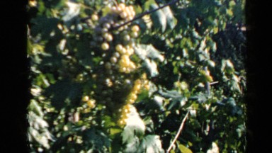 1960: grapes are moving on the trees in the garden at the morning time. ROME