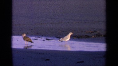 1963: bird in flight CALIFORNIA