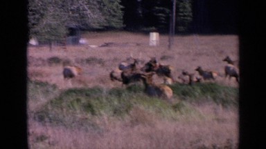 1963: elk in the wilderness SAN FRANCISCO CALIFORNIA