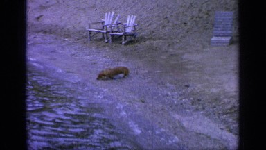 1964: a small dog tries to get a bit of water to drink as the water creeps along