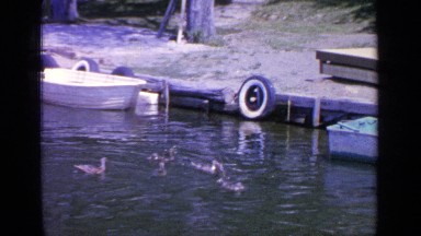 1964: flock of ducks swimming in the waters near to the shore