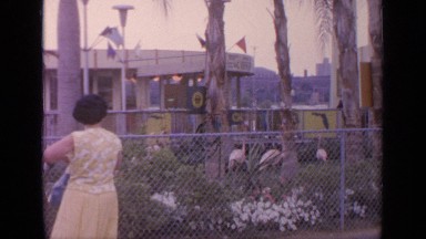 1964: in zoo, there was some birds which are within the fence
