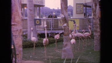 1964: long legged cranes walking in the zoo amid many palm trees