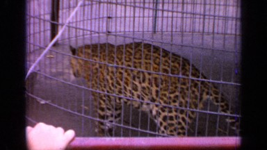 1964: leopard teased the visitors in a zoo. WORLDS FAIR NEW YORK