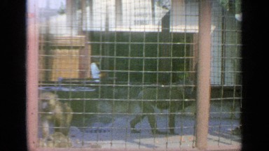 1964: lots of people visiting a local zoo and watching animals inside the cage
