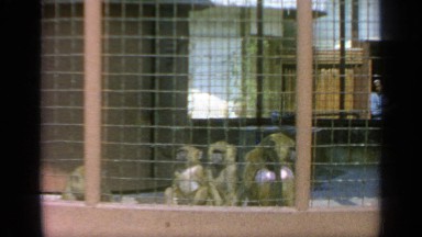 1964: monkeys are inside the gate at the zoo and people are ready to watch