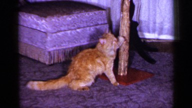 1965: cute activities of a cat LONG ISLAND NEW YORK