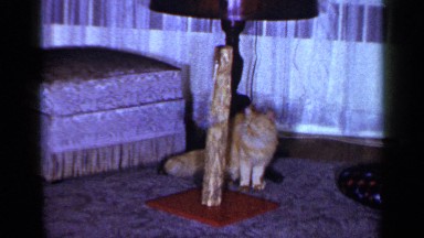 1965: my cat plays with its toy LONG ISLAND NEW YORK