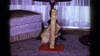 1965: orange cat having fun playing with a cat toy connected to a scratching