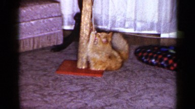 1965: cute activities of a cat LONG ISLAND NEW YORK