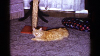 1965: cat is teasing by some playing doll and it irritates about it LONG ISLAND