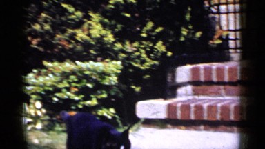1965: cat in the garden LONG ISLAND NEW YORK