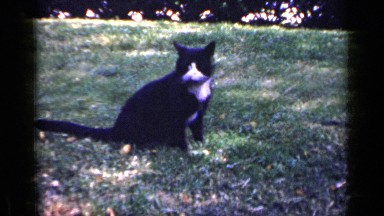 1965: the animals life LONG ISLAND NEW YORK