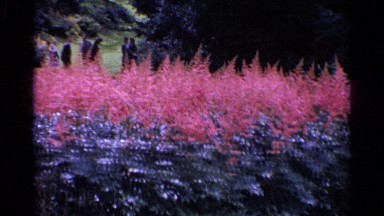 1961: Delicate Cone-Shaped Pink and Red Flowers Bloom in Swiss Garden