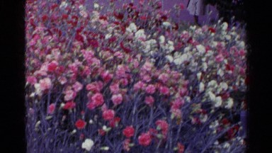 1961: a bed of white, pink, and red flowers with people running and walking in