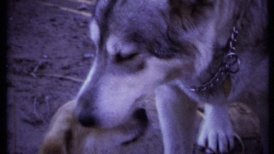 1971: Mother Dog Cares for Beautiful Puppies in California