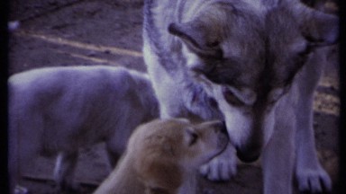 1971: the mother dog take care of her cute puppy very much CALIFORNIA