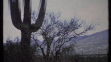 1971: beautiful forest of nature and peaceful place many more trees and leaf