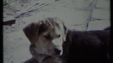 1971: dog playing in road CALIFORNIA