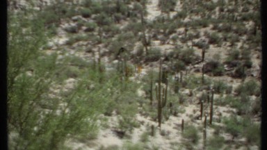 1971: landscapes about a place where full of forests at the morning CALIFORNIA