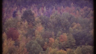 1979: a beautiful garden or a forest full of plants and flowers at the morning