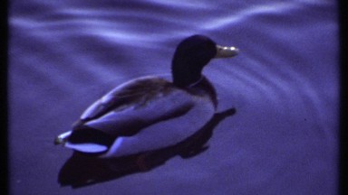 1979: a single duck in the water, followed by a large flock of ducks on land