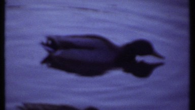 1979: bird walking cutely ITHACA NEW YORK