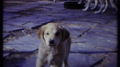 1971: Puppy Walking on Patio California