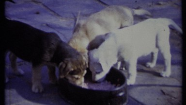 1971: Three Dogs Eating Food on a California Street