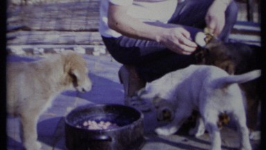 1971: the beautiful dogs are eating their foods by their owner CALIFORNIA