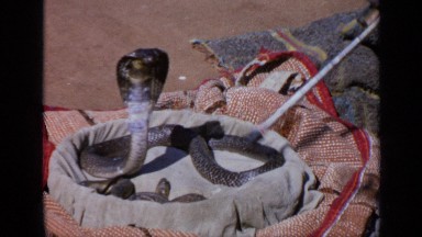 1970: irritating the snake by a person through some sticks INDIA