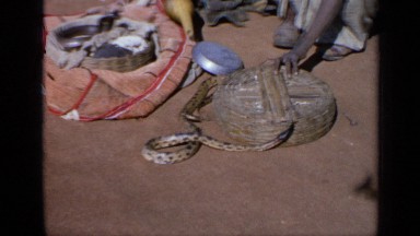 1970: a person playing the lute for snake where there are two more snakes