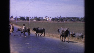 1970: buffaloes are crossing road in group INDIA