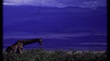 1969: Two Giraffes Standing at the Forest Searching for Food