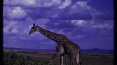 1969: The Giraffe with Long Neck Eating Grass in Kenya