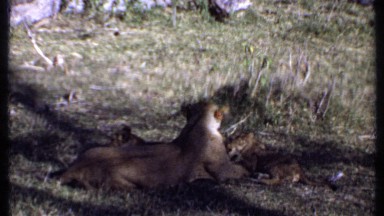 1969: Lion Cub and Children Sitting Silently in Kenyan Grasslands