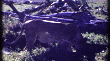 1969: large lioness eats a gazelle on an open plain. KENYA