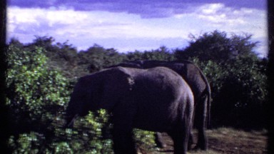 1969: a pair of elephants stand by brush and react to nearby activity KENYA