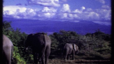 1969: some animals in an african safari KENYA