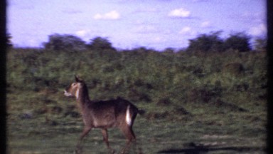 1969: a deer is running in the forest lonely without any for helping KENYA