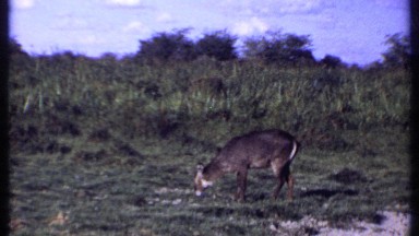 1969: an animal is eating the grass at the farm, farm far away from town KENYA