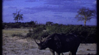 1969: the animals life KENYA
