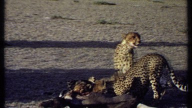 1969: leopards devour their freshly killed prey. KENYA