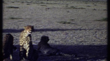 1969: some animals are moving around at the forest to take rest peacefully