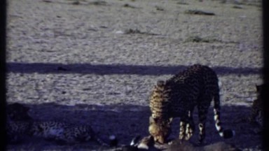 1969: the wildlife tiger eating something put on the land KENYA