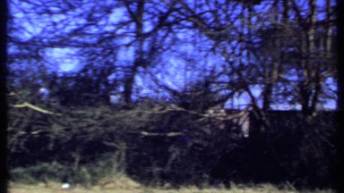 1969: an abandoned area with logs and trees near to a small cabin KENYA