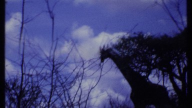 1969: a lone giraffe standing in a forest in the wild KENYA